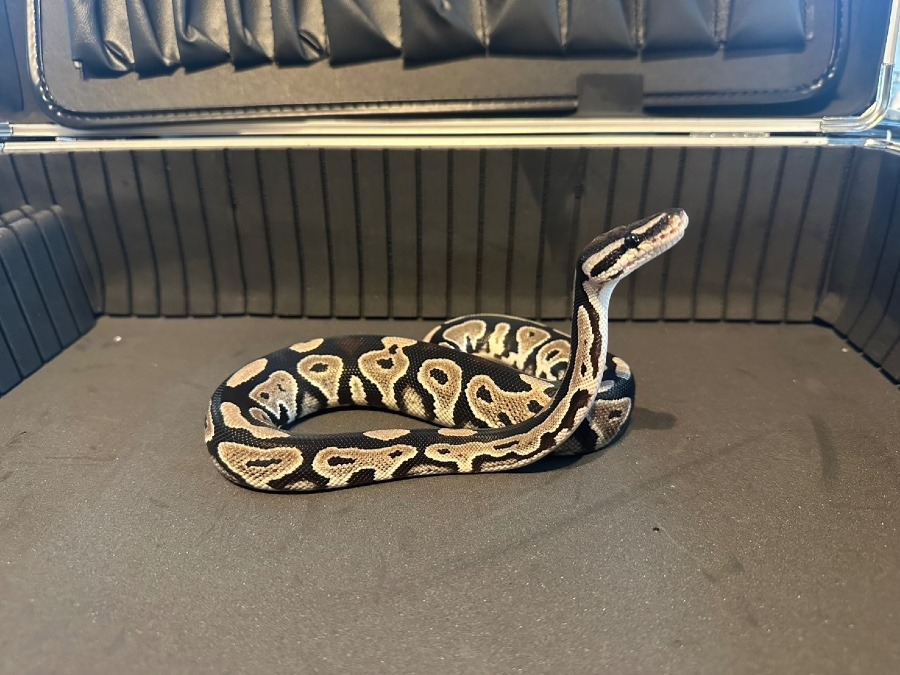 BHVPIアザンhetクラウン