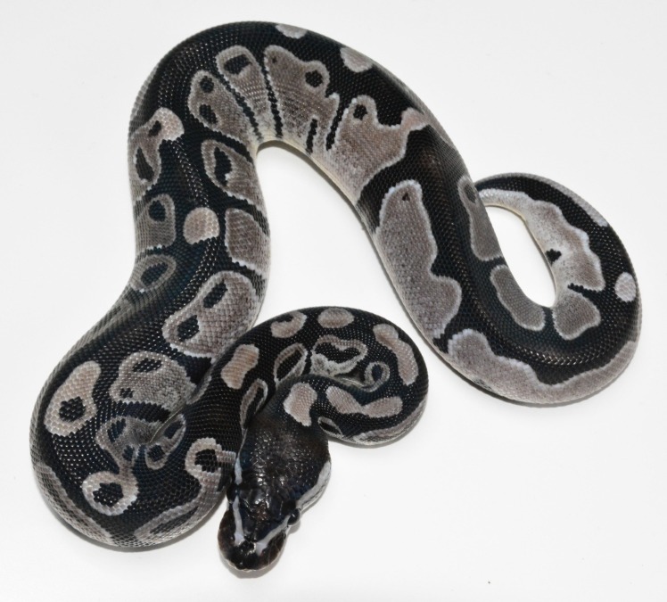 【Axanthic (MJ)】
